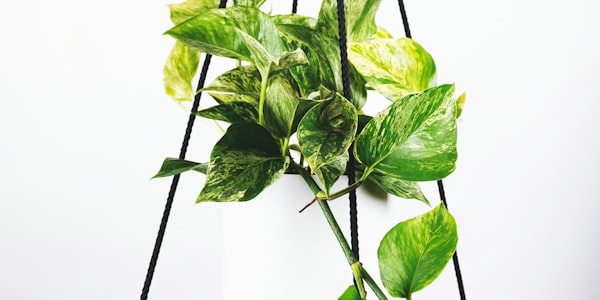 智能手机屏幕上显示米兰体育APP世界杯赛程界面